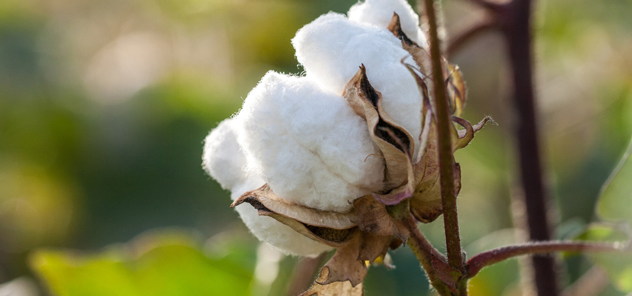 Bio Cotton